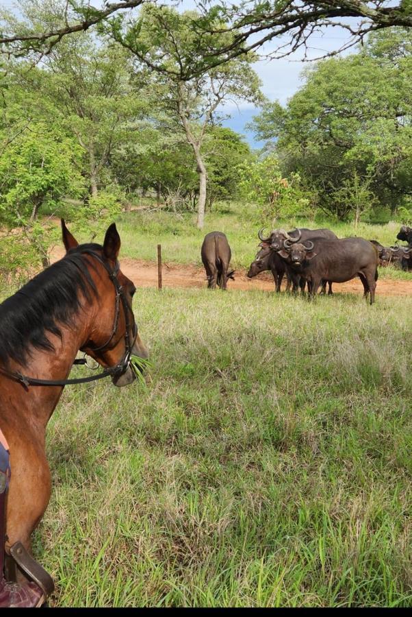 호에드스프뤼트 Wild Ride Safaris And Bush Camp 빌라 외부 사진